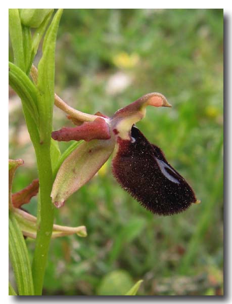 Ophrys: gruppo Ophrys bertolonii